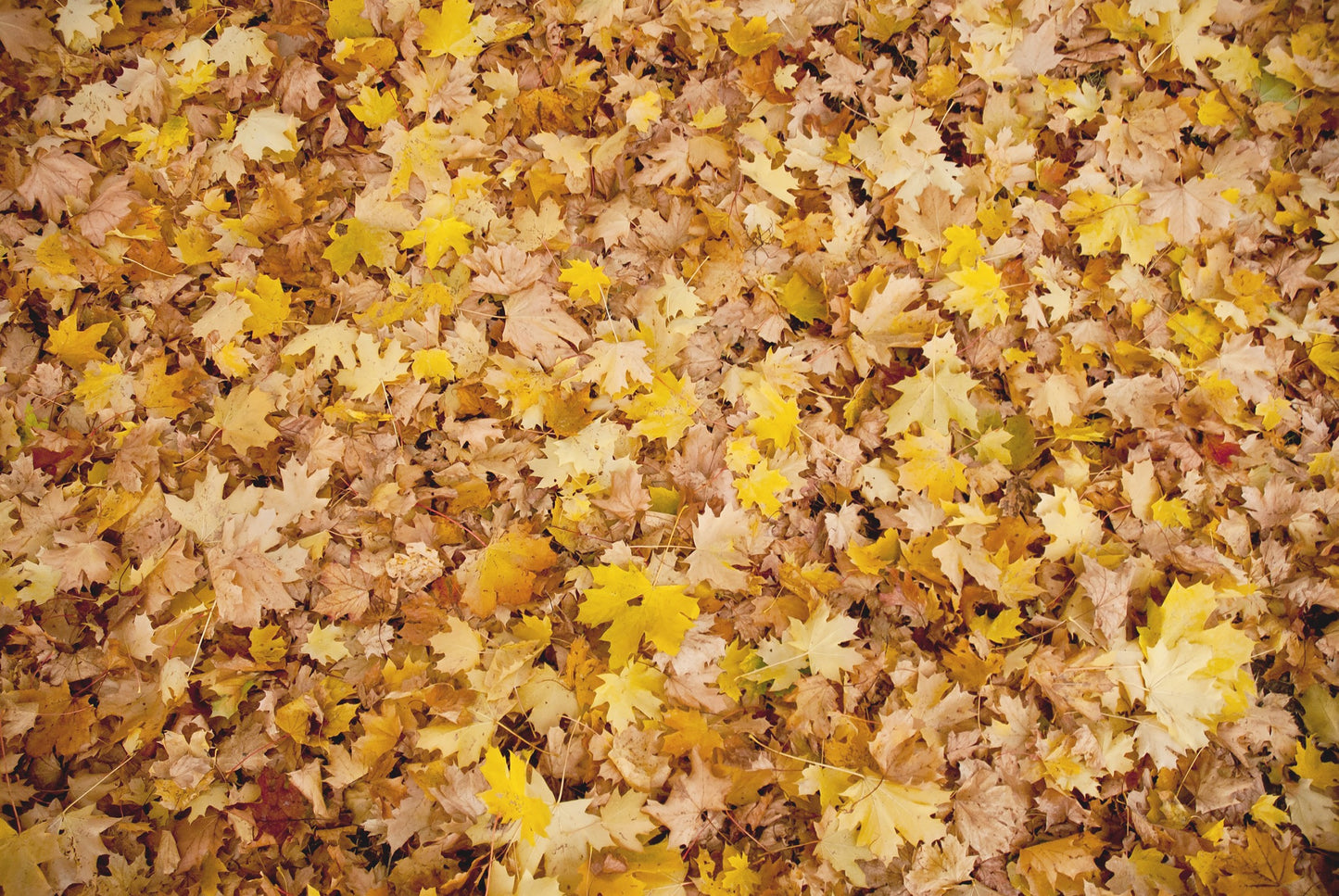 fall 2