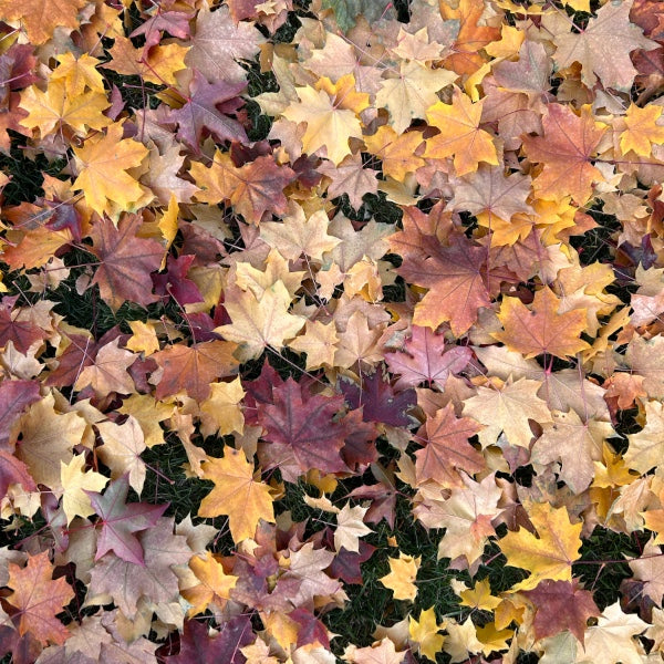 Fall (19)