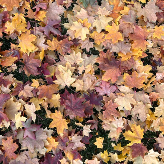 Fall (19)