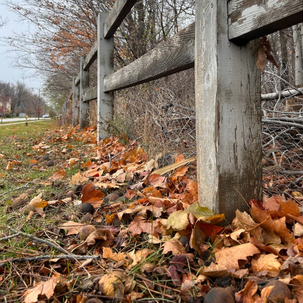 Fall (21)