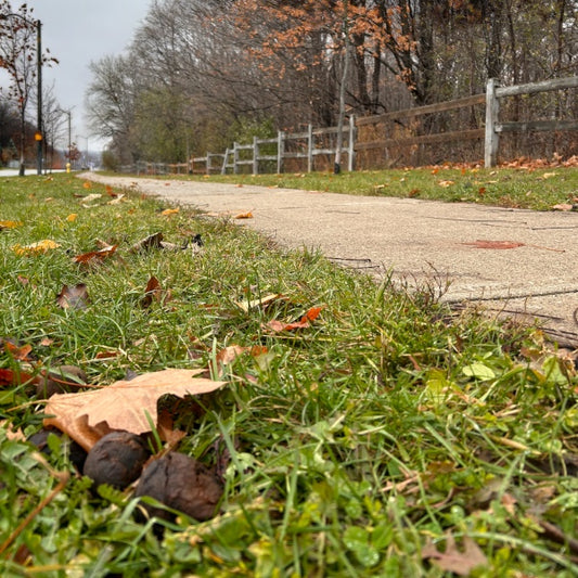 Fall (22)