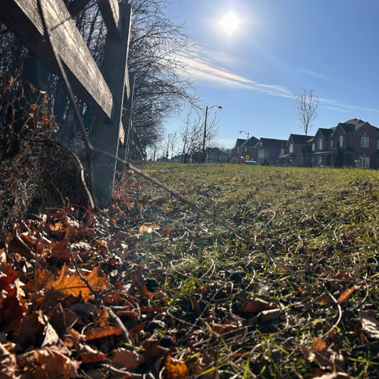 Fall (43)